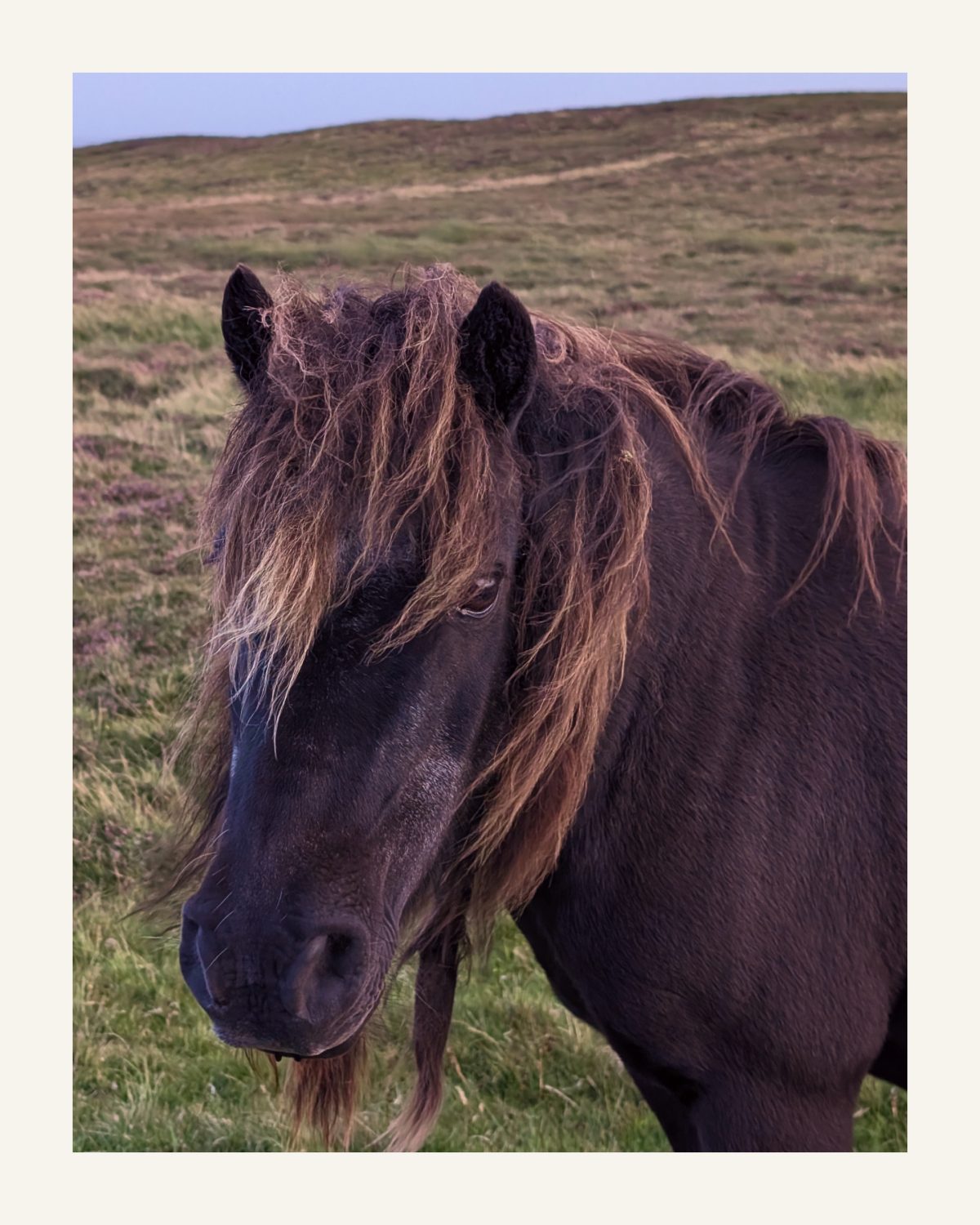 Cobwebs cleared. 3 shetland4 Need Thinking. Cobwebs cleared.